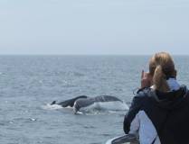 Fotografando baleias no Acadia National Park, no Maine, nos Estados Unidos